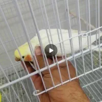 9 عدد عروس هلندی لوتینو