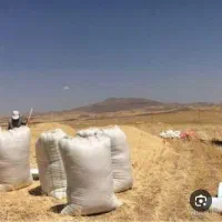 کاه برای فروش