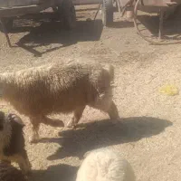 بر قوچ
