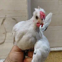 جوجه نیمچه