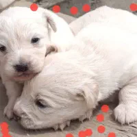 توله سگ های خوشگل