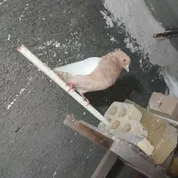 کفتر. کبوتر