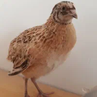بلدرچین یک