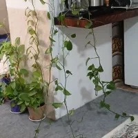 گیاه پتوس بلند