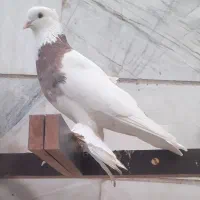 یک‌جفت کبوتر طوقی پرپا