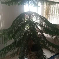 کاج متبک