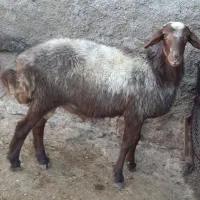 گوسفند بره نر  قوچ