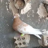 کله‌زرد