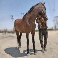 فروش فوری اسب مادیون کره 2سال
