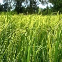 فروش فوری شالیزار داخل طرح۹هزار متر