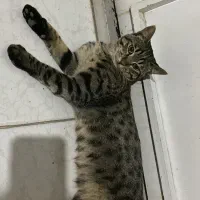 گربه گمشده