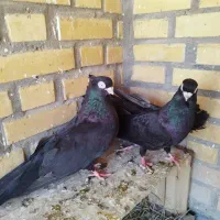 قناری|پرنده|شادگان, |دیوار