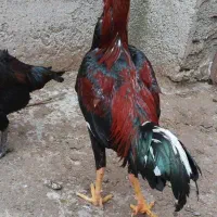 خروس لاری جوان