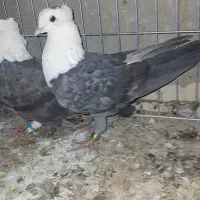 نر ماده کلاغ سبز