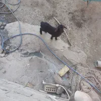 شیشک قوچ نامبران