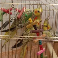 جوجه عروس هلندی یک ماهه