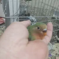 برزیلی دو ماهه صورت هلویی