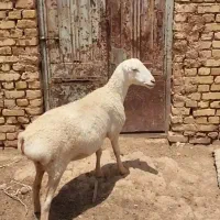 میش چینی کری جوان  شیره دار ابستن سنگین  زی دوم