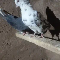 کبوتر