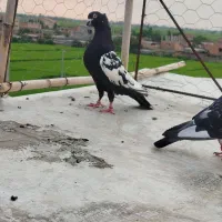 کبوتر