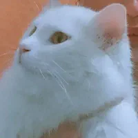 پرشین سفید ملوس