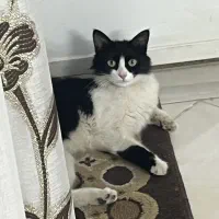 گربه|گربه|یزد, |دیوار