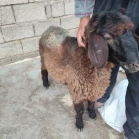 بره نر 8ماهه