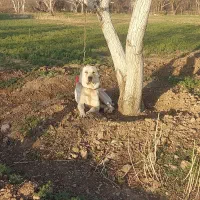 سگ آلابای گله ای نگهبان