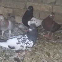 کبوتر فروش