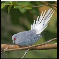 کبوتر زینتی چینی الماسی مینیاتوری مولد