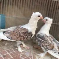 کبوتر جفت ساتن ،دمگیر. کله دم سبز