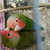 طوطی کوتوله (طوطی برزیلی)