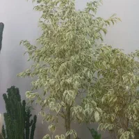 گل و درخت و درختچه