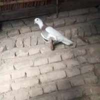 کبوتر|پرنده|گالیکش, |دیوار