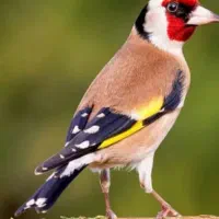 سهره ۴گل نر