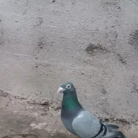 جفت پلاکی بازرگان نشسته
