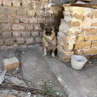 سگ پاکوتاه گرگی