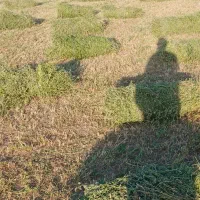 یونجه|خدمات باغبانی و درختکاری|انزل, |دیوار