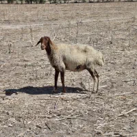 گوسفند داشتی ابستن