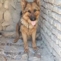 واگذاری سگ ژرمن