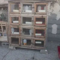 قفس جفت کن کبوتر
