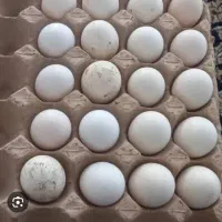 تخم مرغ گلین