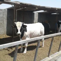 گوسفندوگوساله