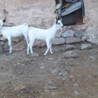 دوقلو سومال نرماده