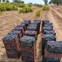 انگور سوپر لوکس بش / مویز عمده موجوده