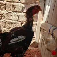 خروس لاری