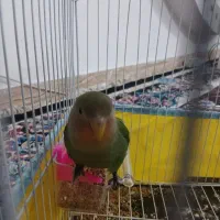 پرنده