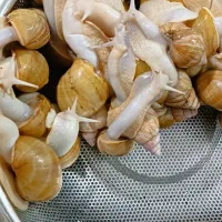 تعدادی حلزون آلبینو