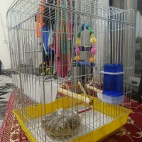 قفس عروس هلندی و طوطی