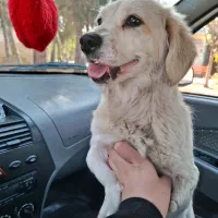 سگ پیدا شده